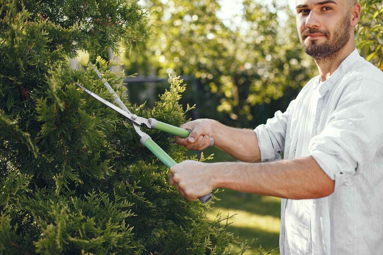 Residential Tree Removal in Shallowater, TX